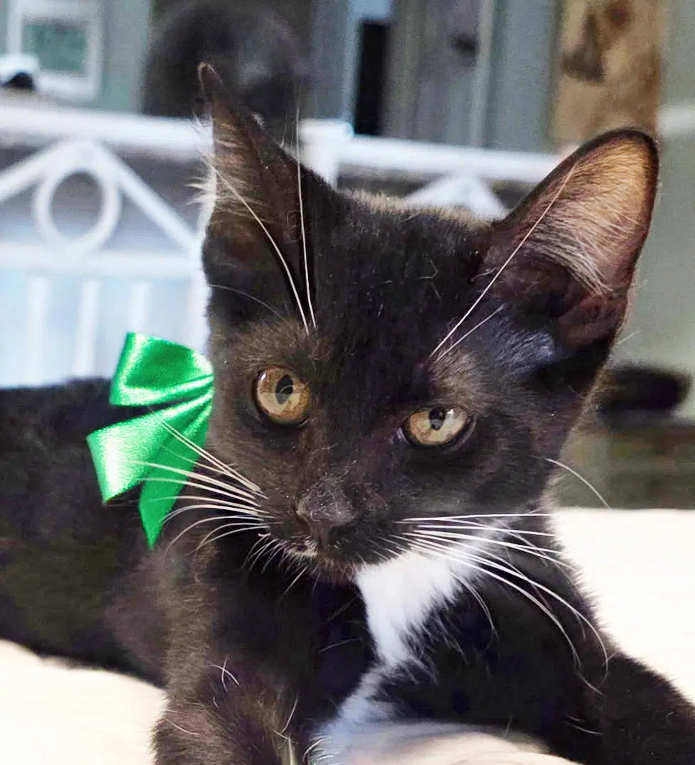 Precious - Tuxedo