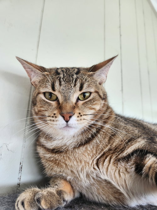 Charlotte, a cat for adoption from Stray Love Foundation, Inc.