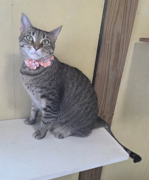 Ellie, a cat for adoption from Stray Love Foundation, Inc.