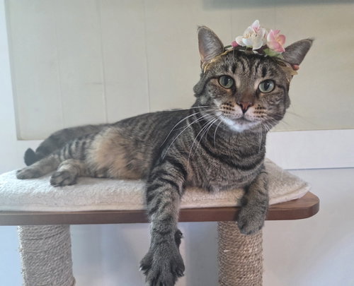 Gidgit, a cat for adoption from Stray Love Foundation, Inc.