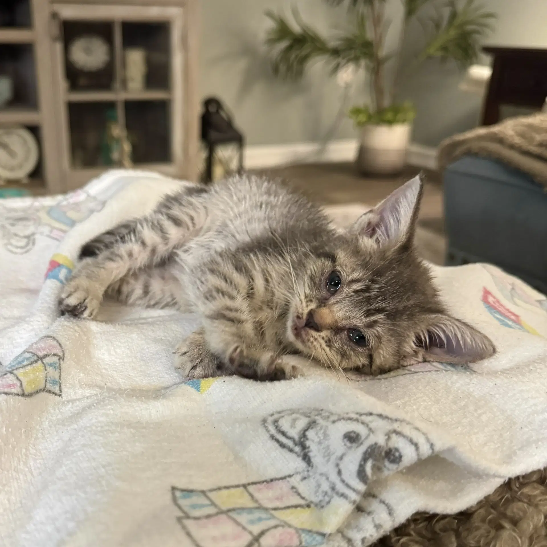 Leah - Tabby