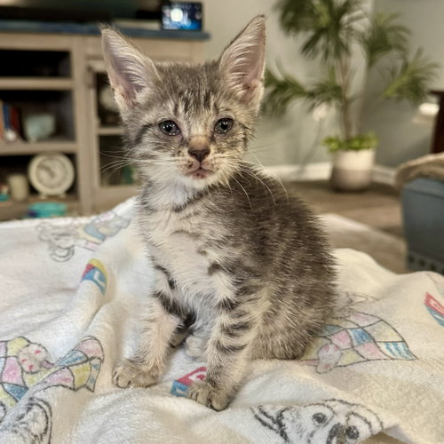 picture of the cat needing adoption