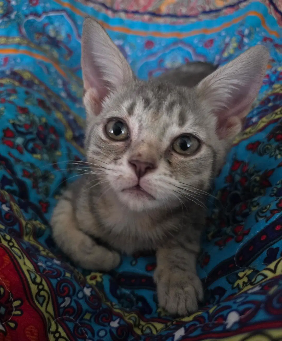 Leah - Tabby