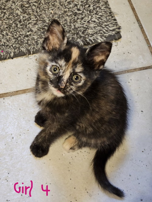 picture of the cat needing adoption