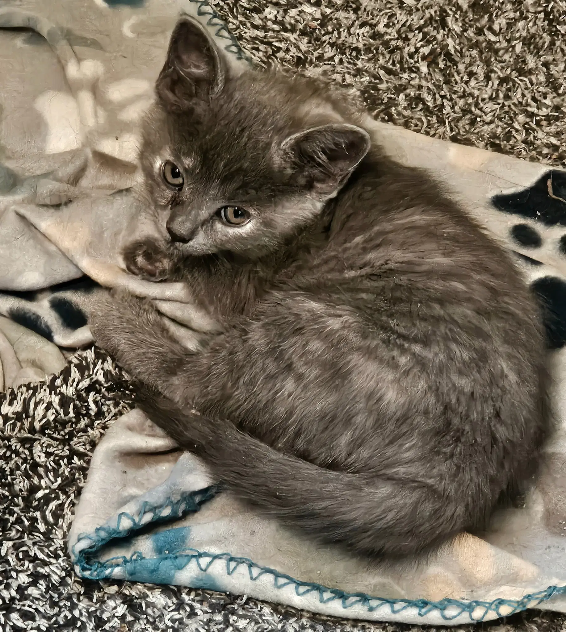 Keanu - Domestic Medium Hair