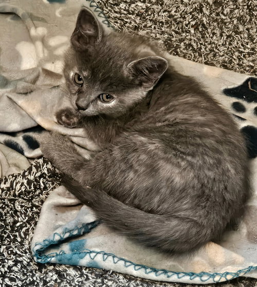 picture of the cat needing adoption