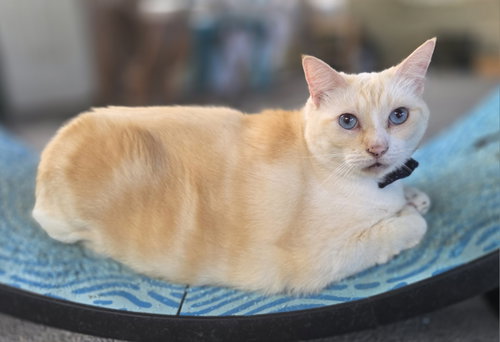 picture of the cat needing adoption