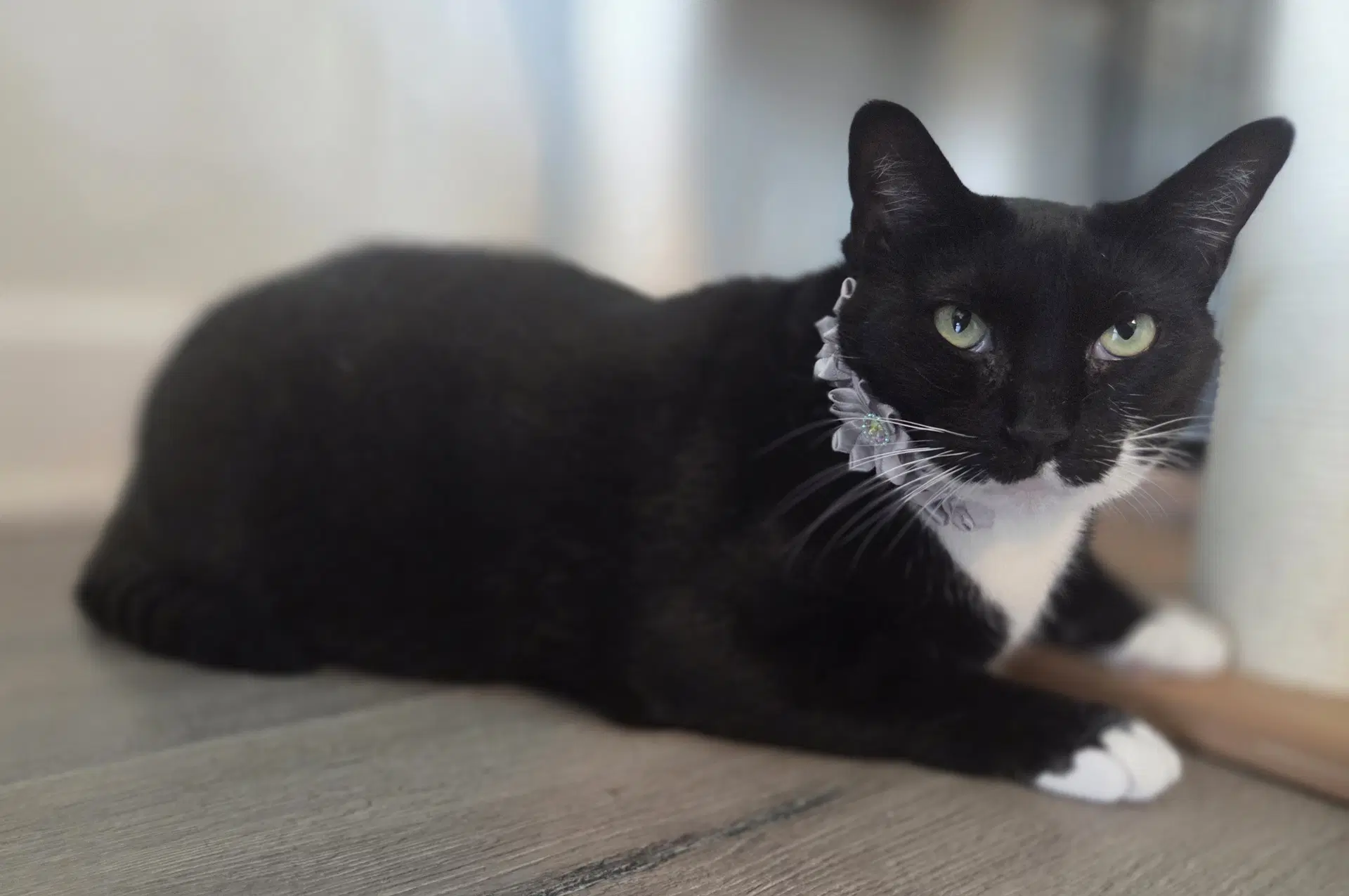 Wednesday - Domestic Short Hair