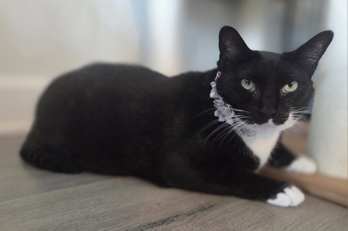 picture of the cat needing adoption
