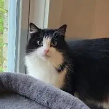 Phoebe - Domestic Long Hair