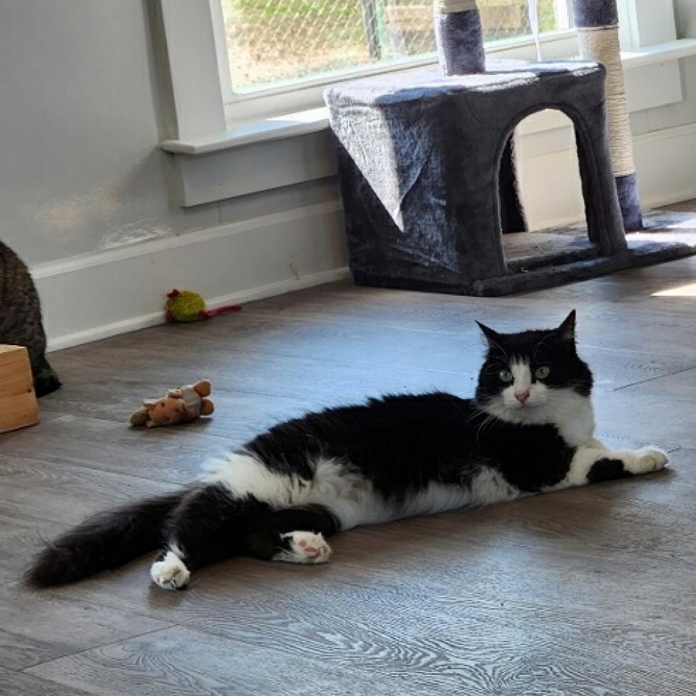 Phoebe, photo 3