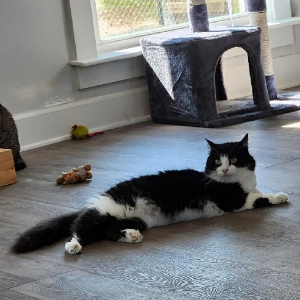 Phoebe image 3