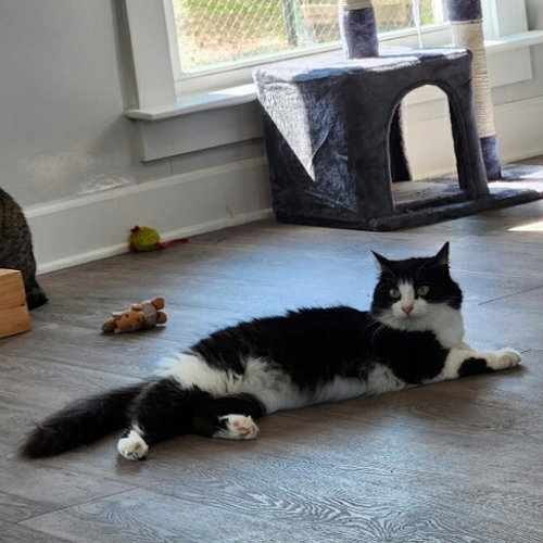 Photo 3 of Phoebe