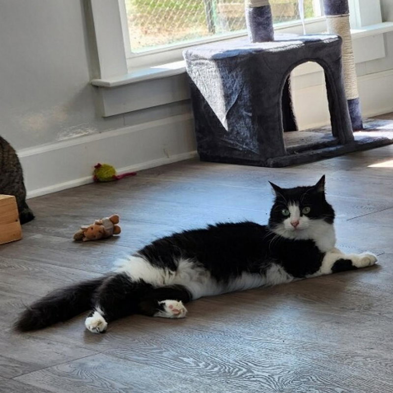 Phoebe, photo 3