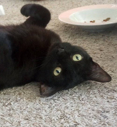 picture of the cat needing adoption