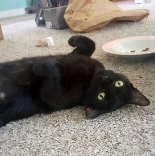 Photo 3 of Kali