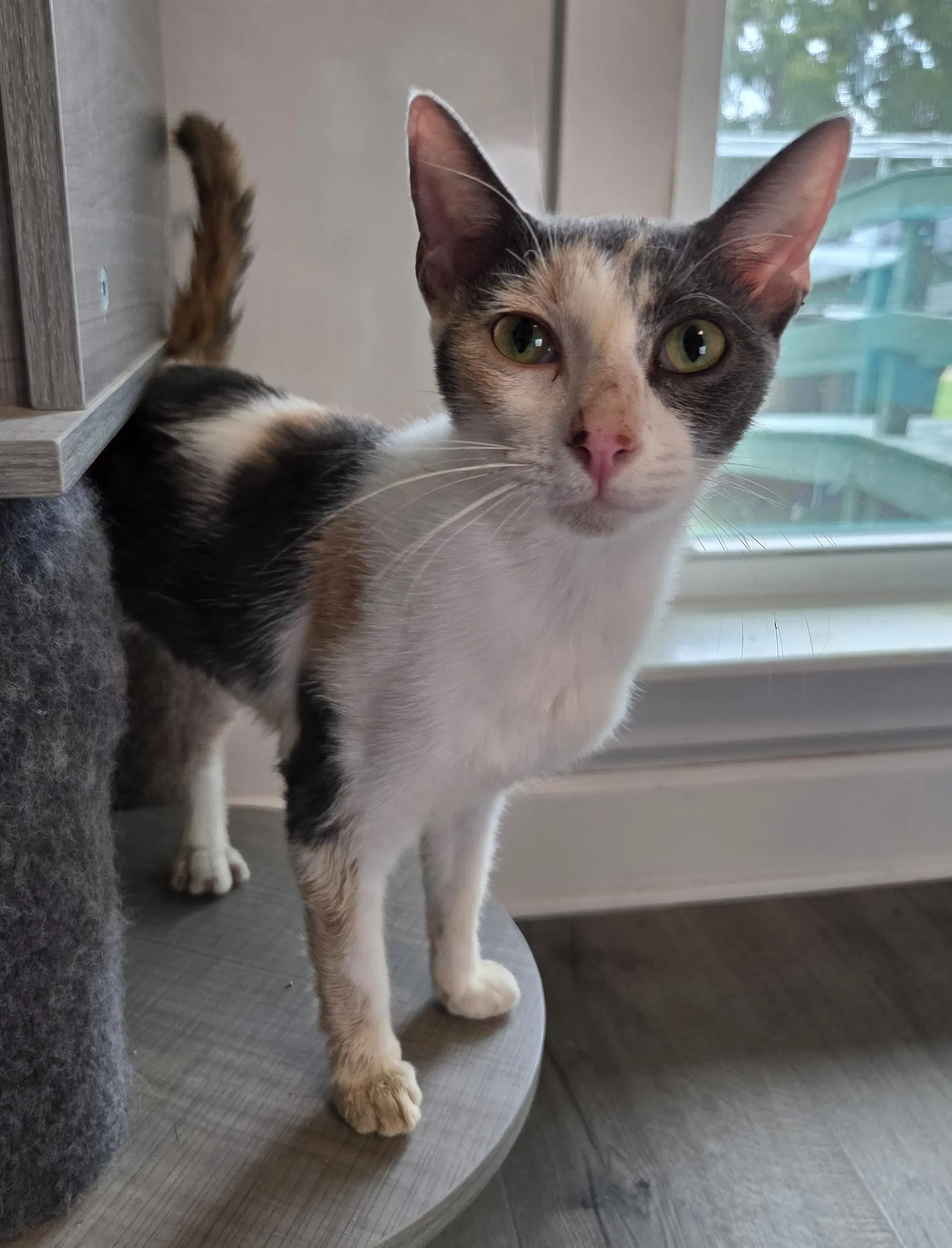 Winnifred - Domestic Short Hair