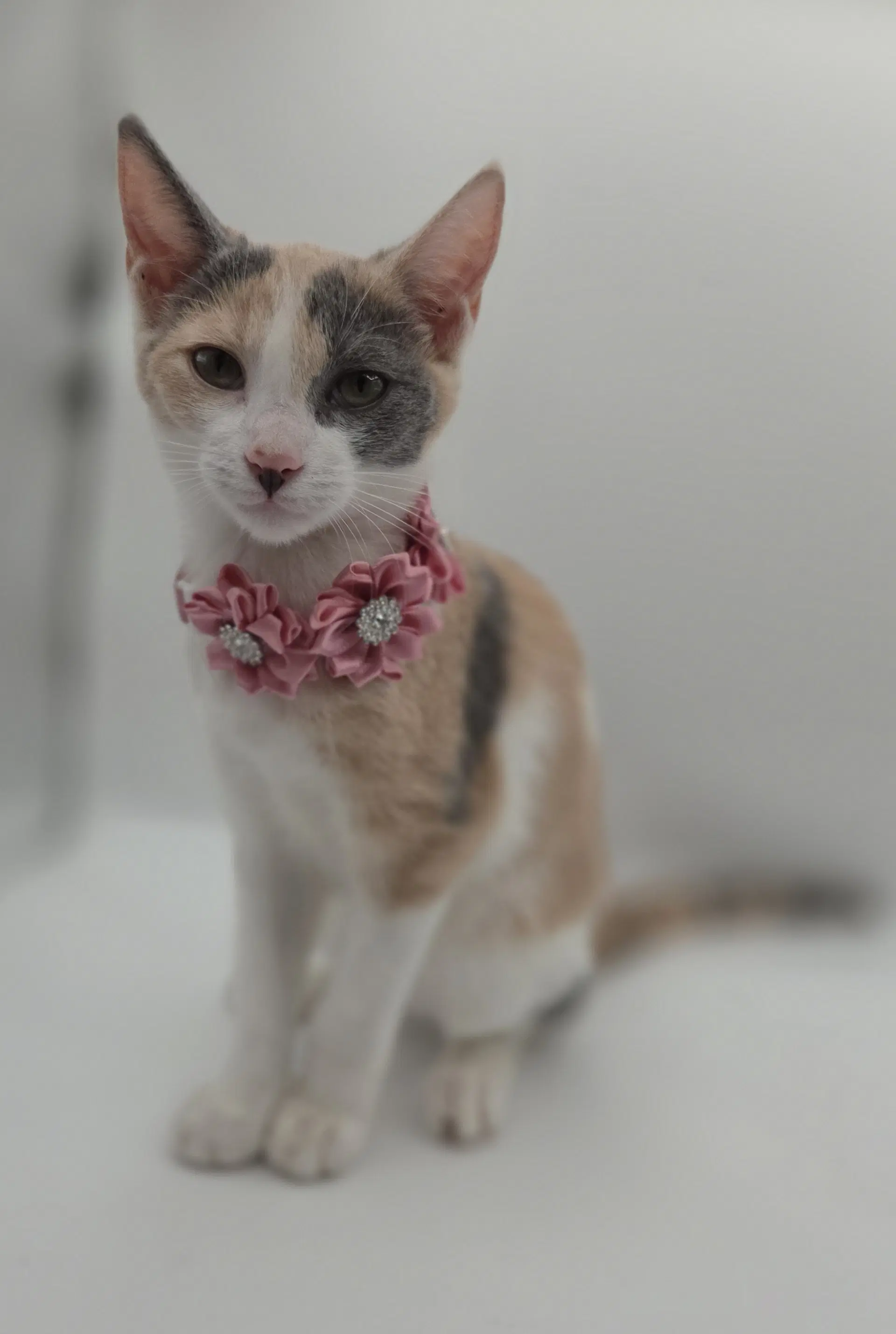 Winnie - Domestic Short Hair