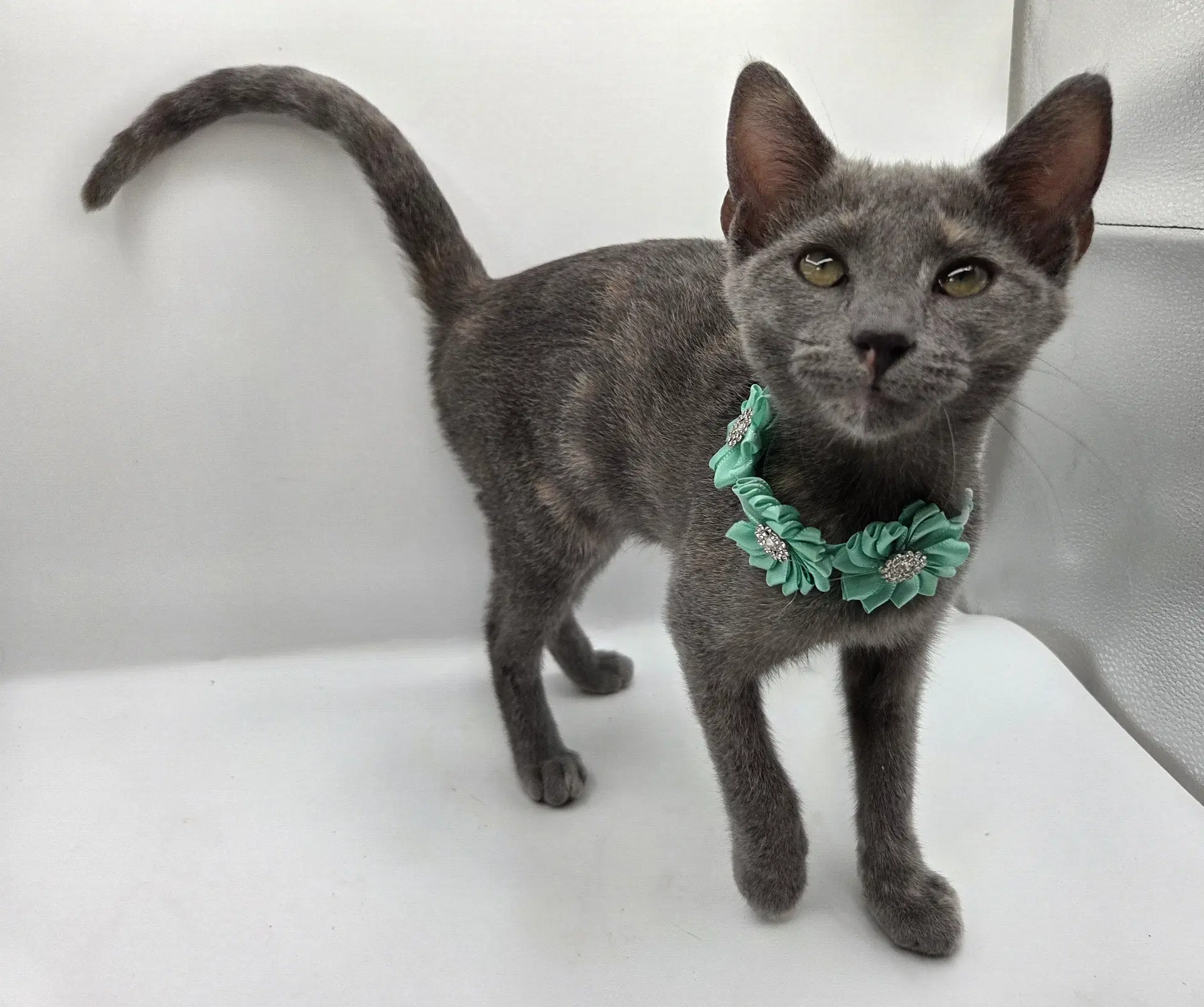 Wren - Domestic Short Hair