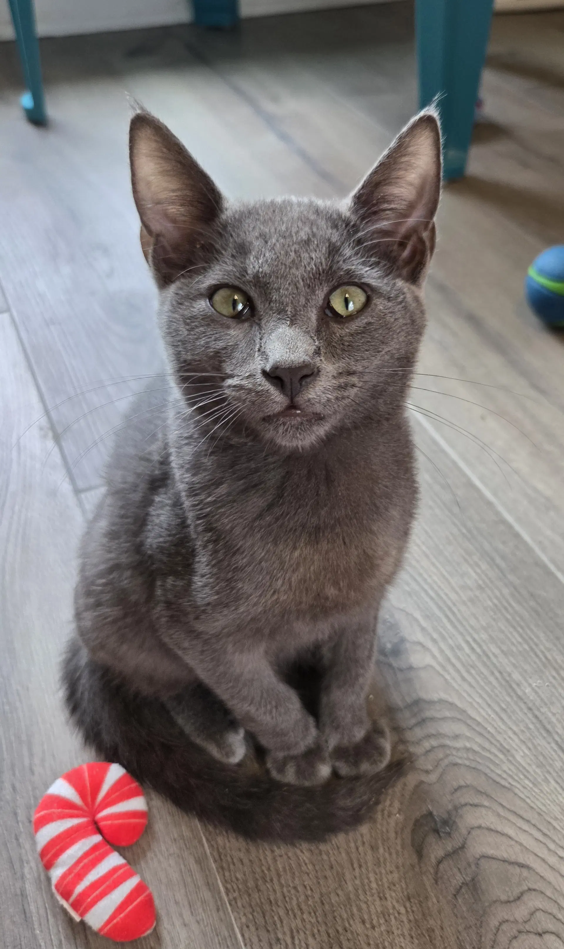 Waldo - Domestic Short Hair