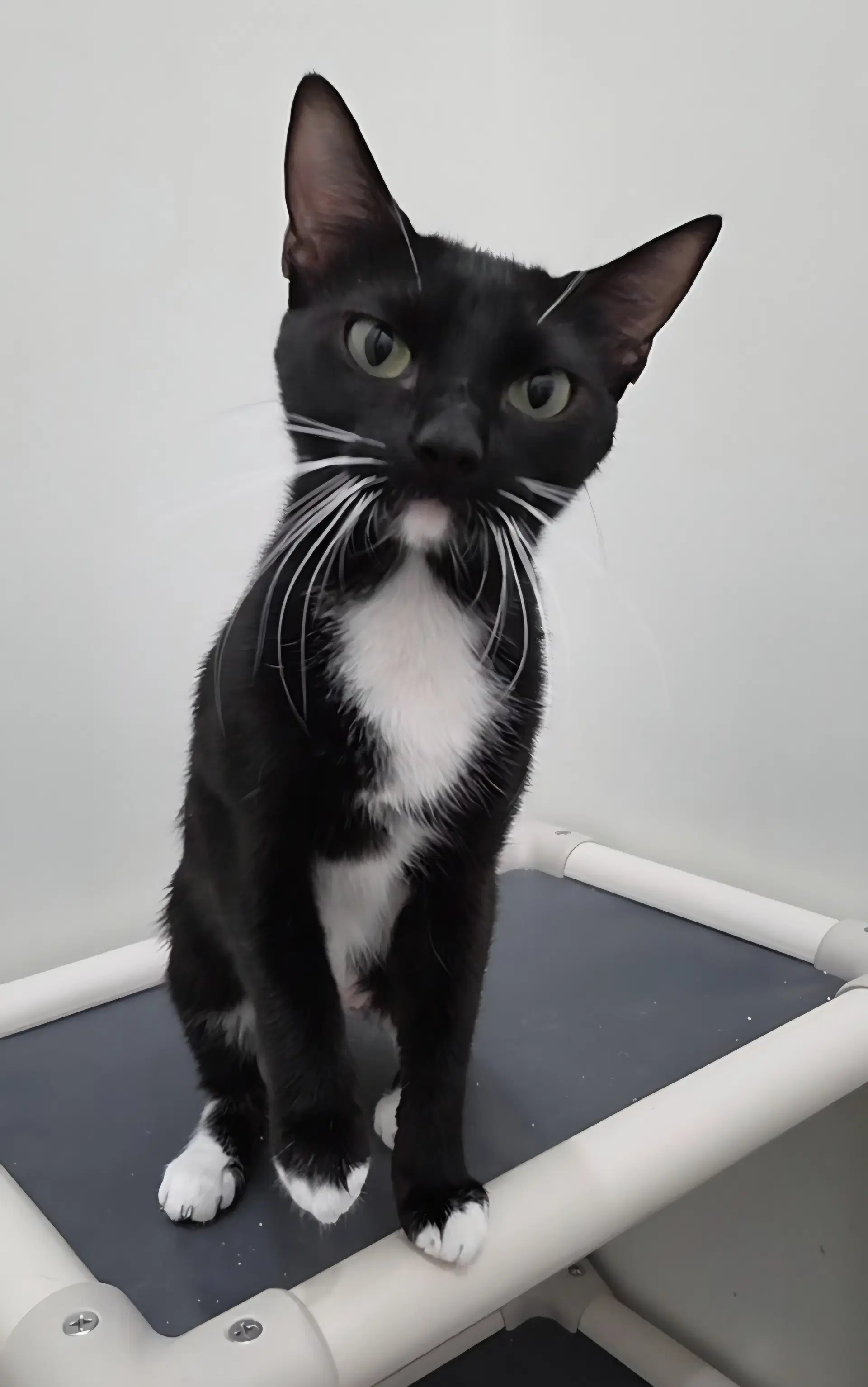 Usagi - Domestic Short Hair