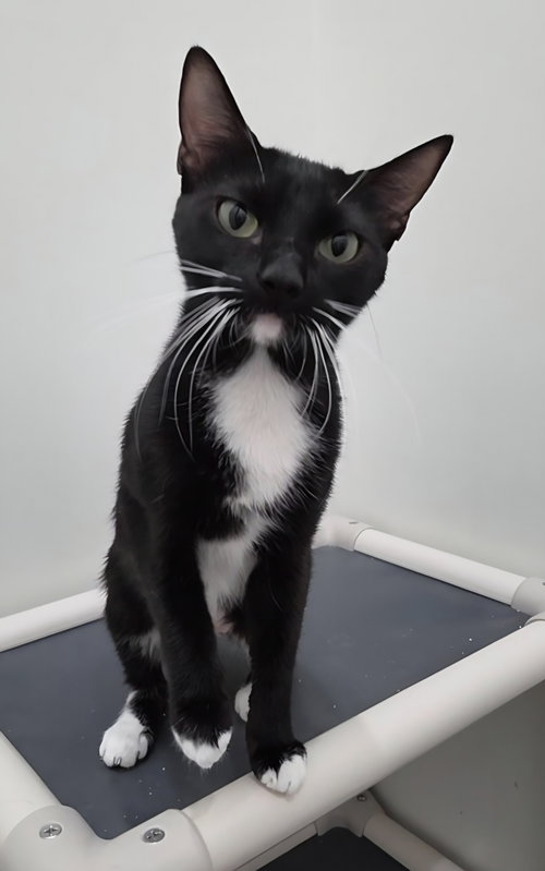 Usagi, a cat for adoption from Stray Love Foundation, Inc.