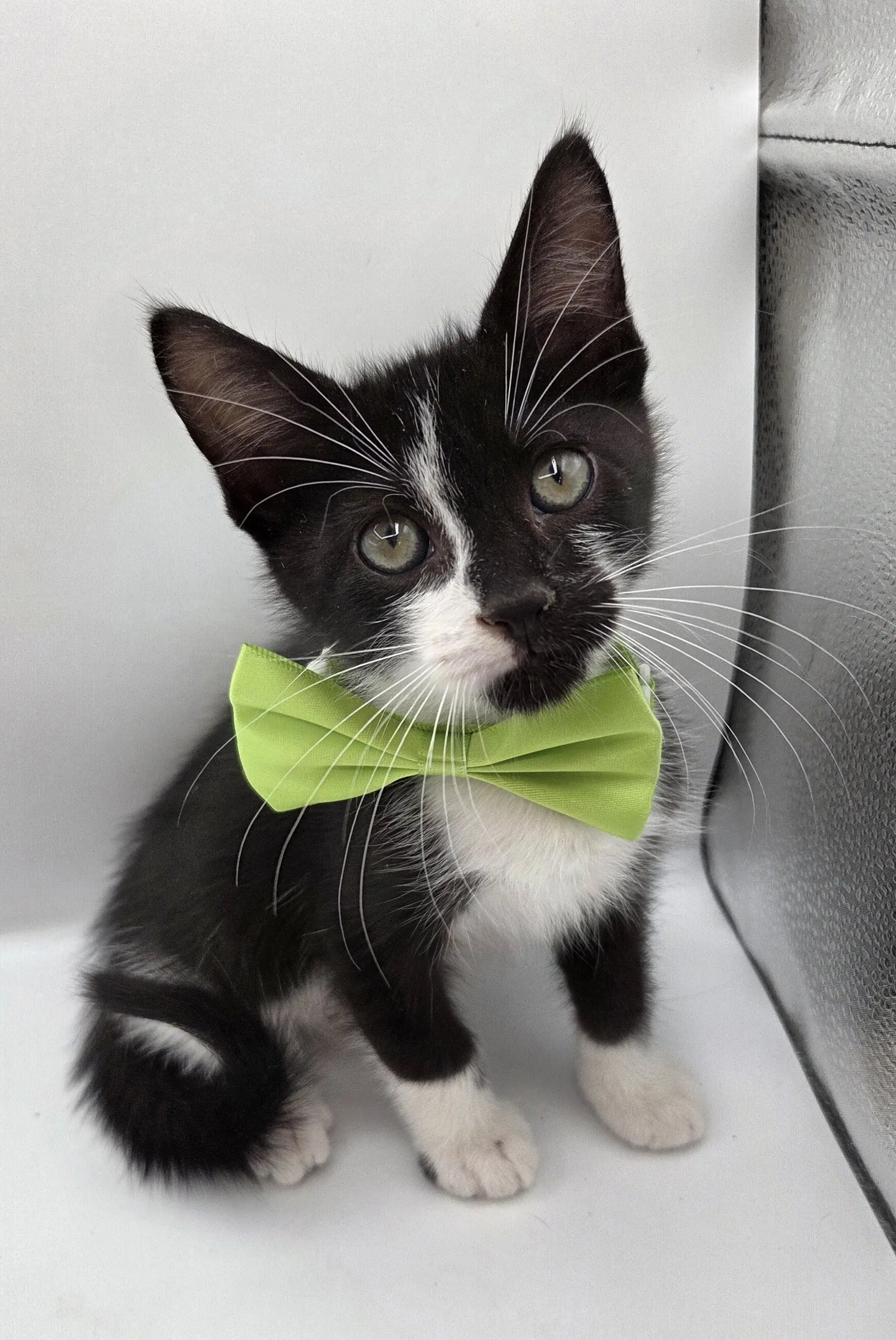 Uni - Domestic Medium Hair