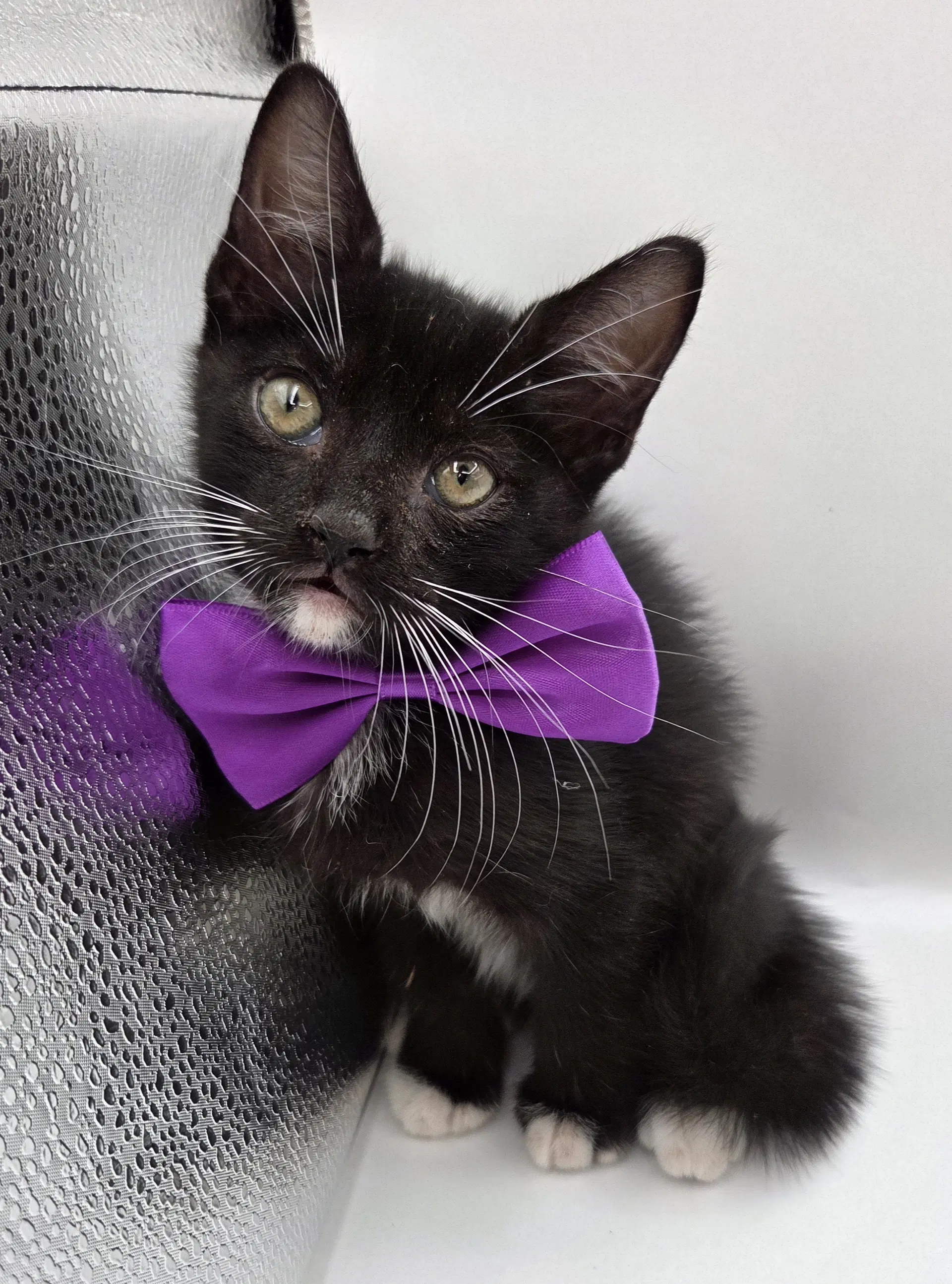 Uzi - Domestic Medium Hair