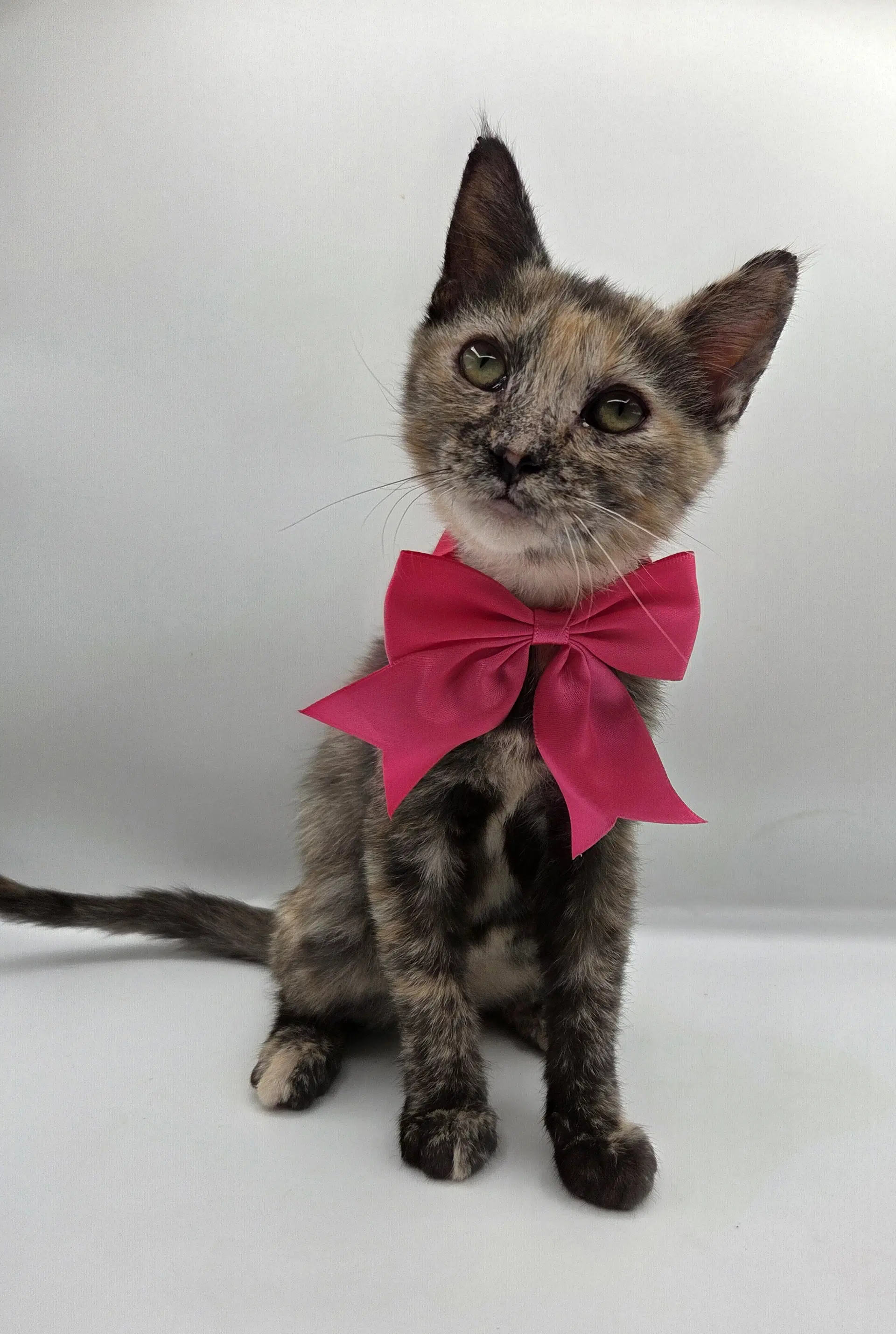 Pearl - Domestic Short Hair