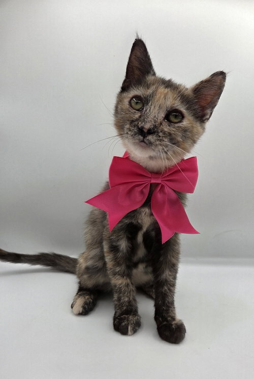Pearl, a cat for adoption from Stray Love Foundation, Inc.