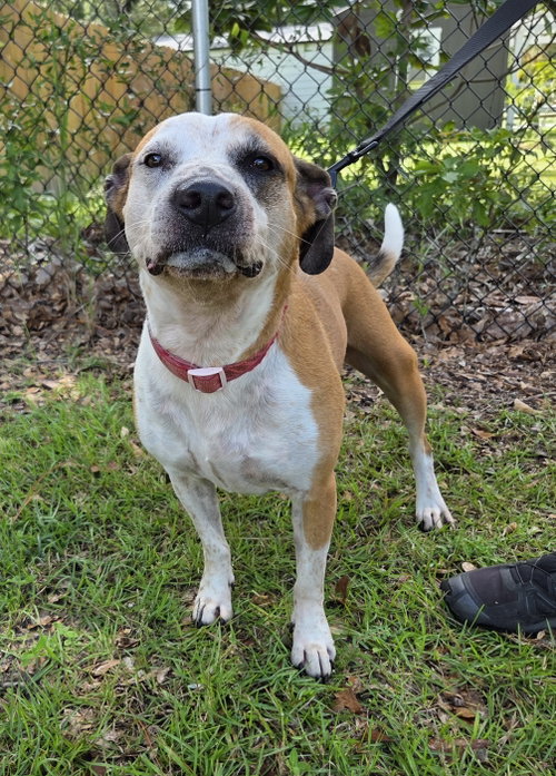 picture of the dog needing adoption