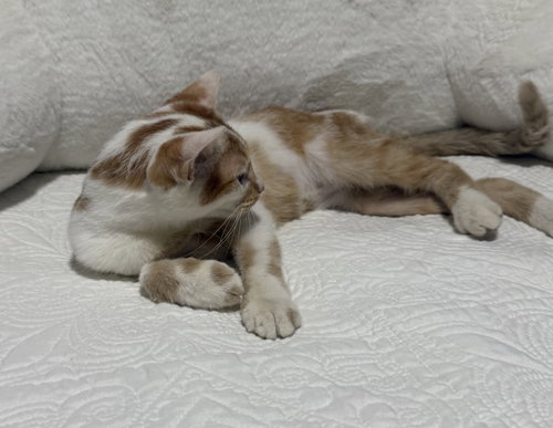 Photo 5 of Pinto