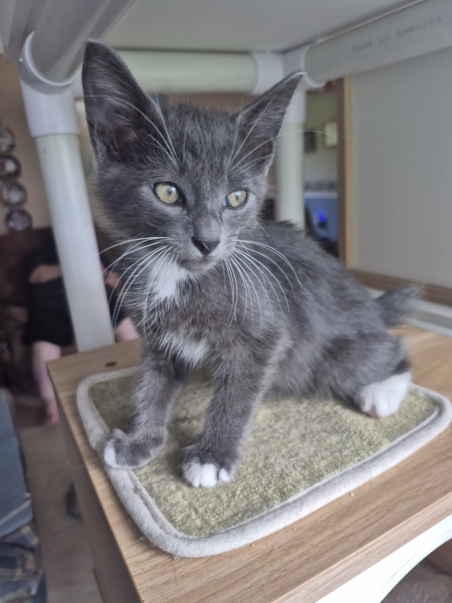 Silva - Bobtail