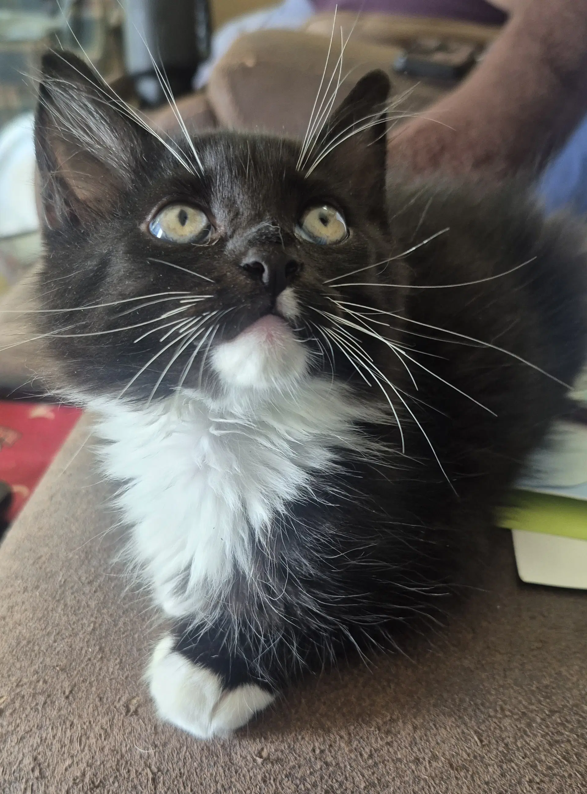 Stormy - Domestic Medium Hair