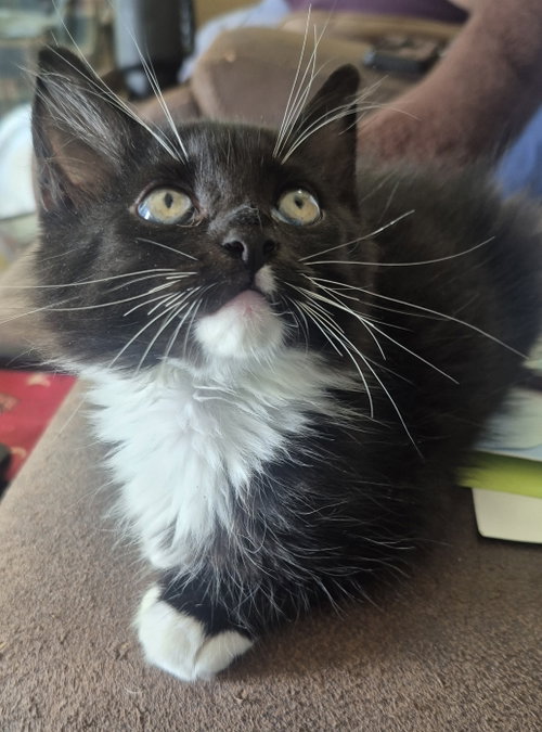 Stormy, a cat for adoption from Stray Love Foundation, Inc.