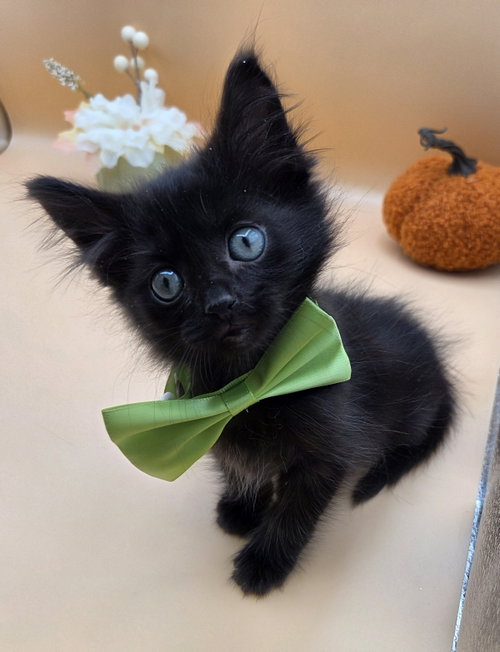 Andrew, a cat for adoption from Stray Love Foundation, Inc.