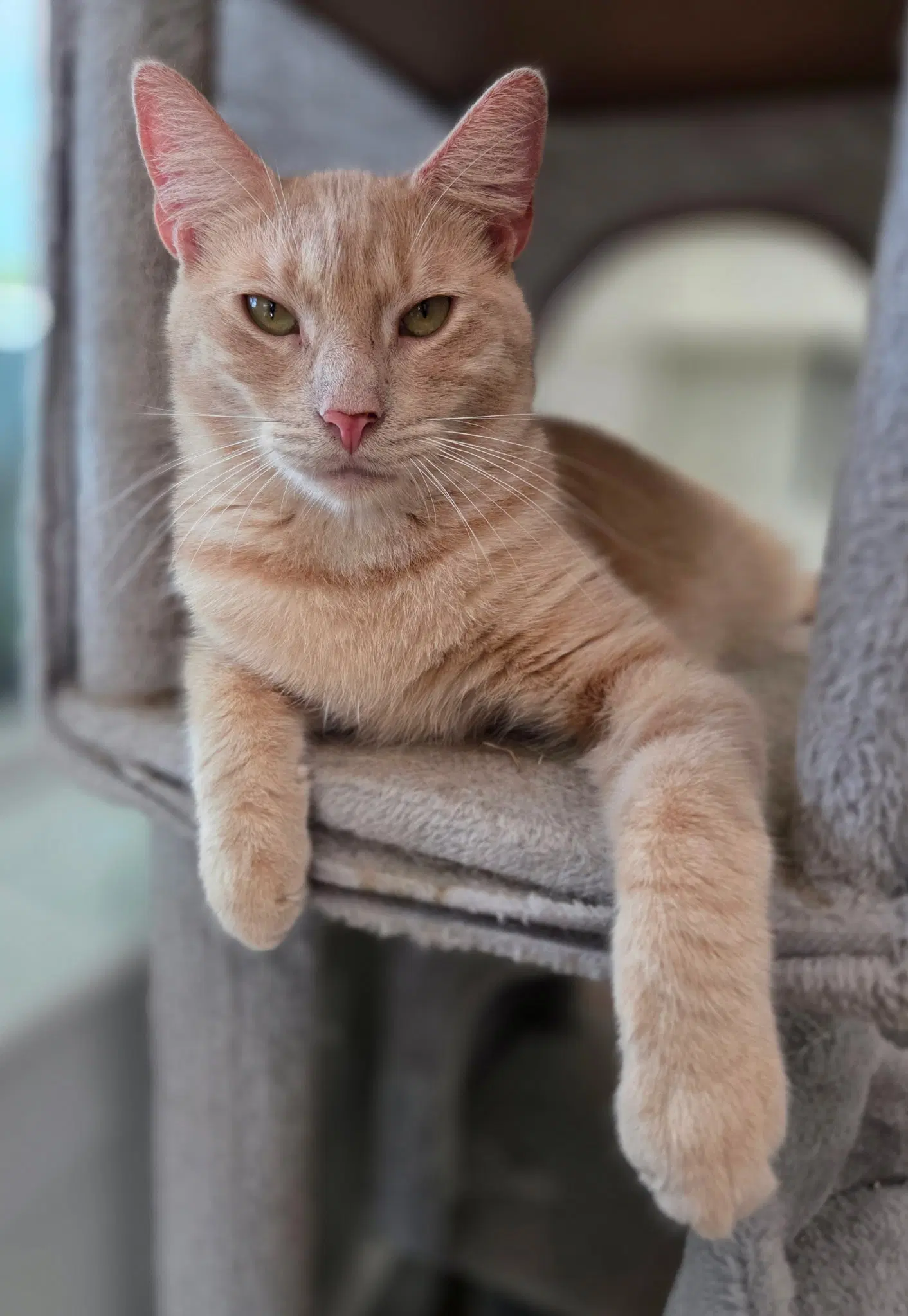 Macon - Domestic Short Hair