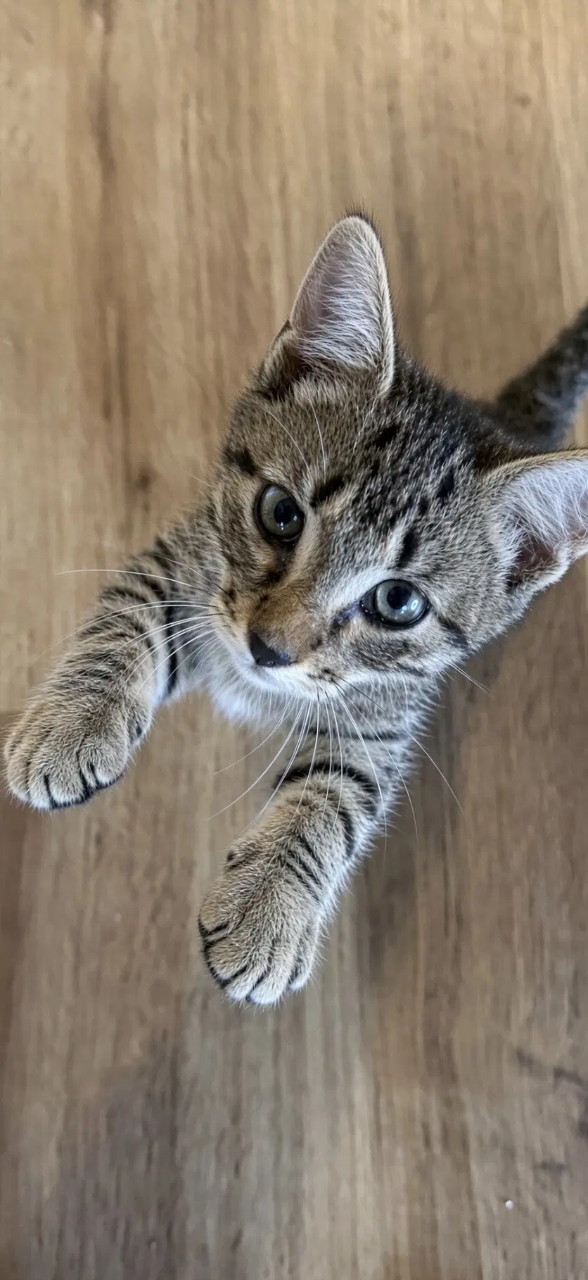 Edwina - Tabby