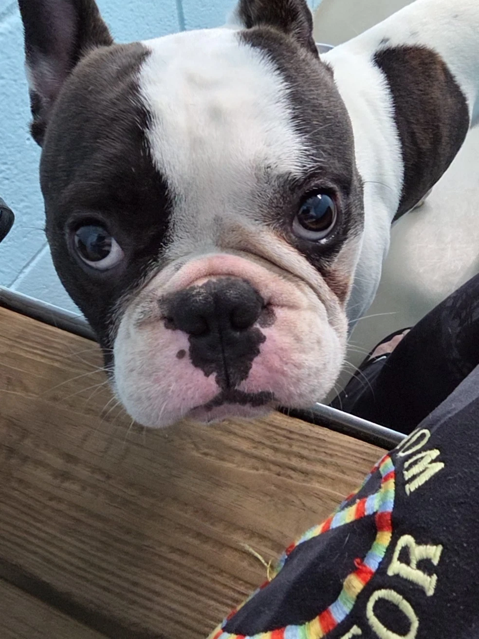 Rex