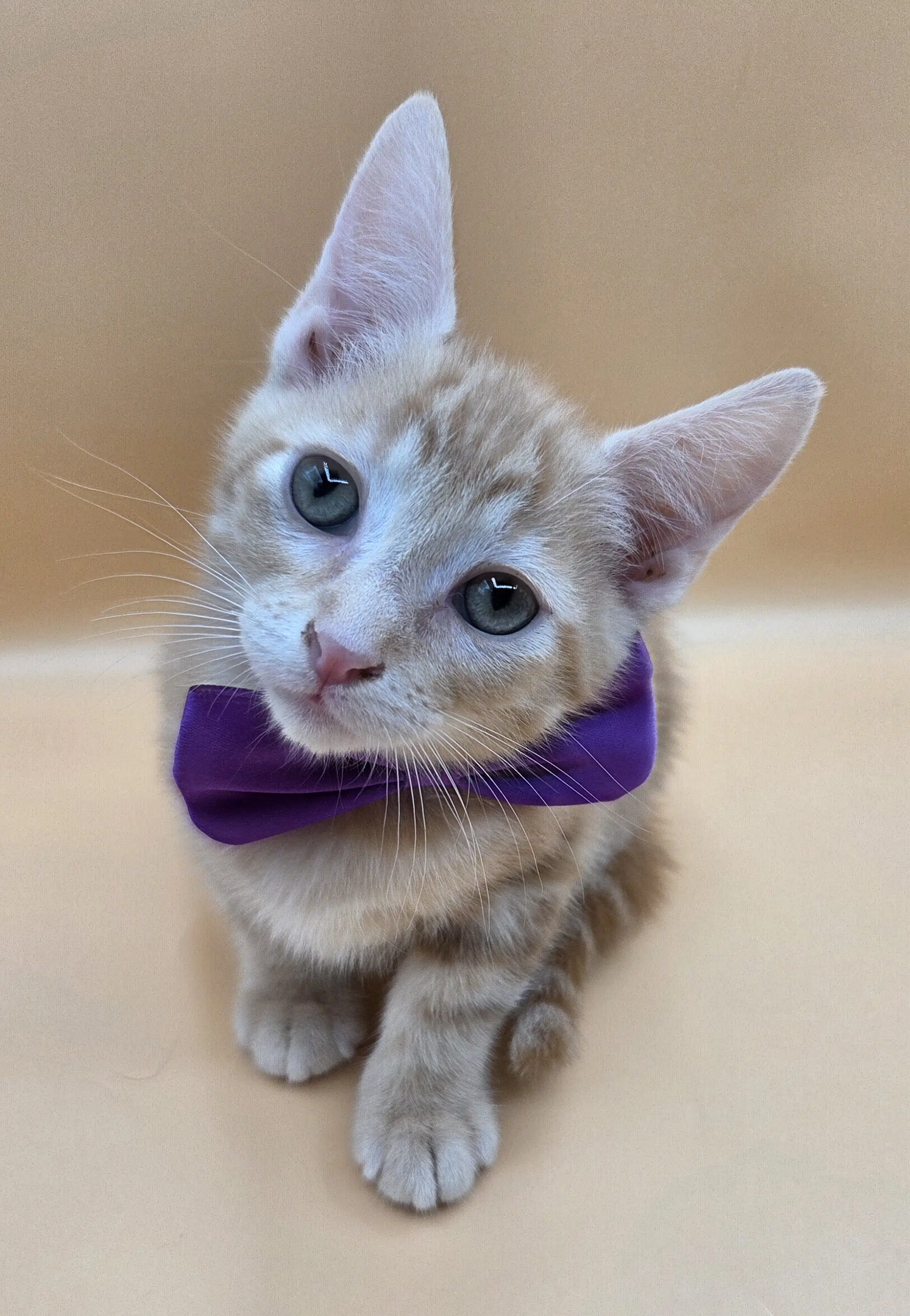 Rascal - Domestic Short Hair