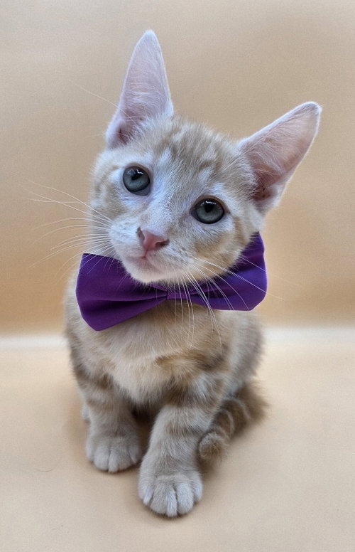 Photo 5 of Rascal