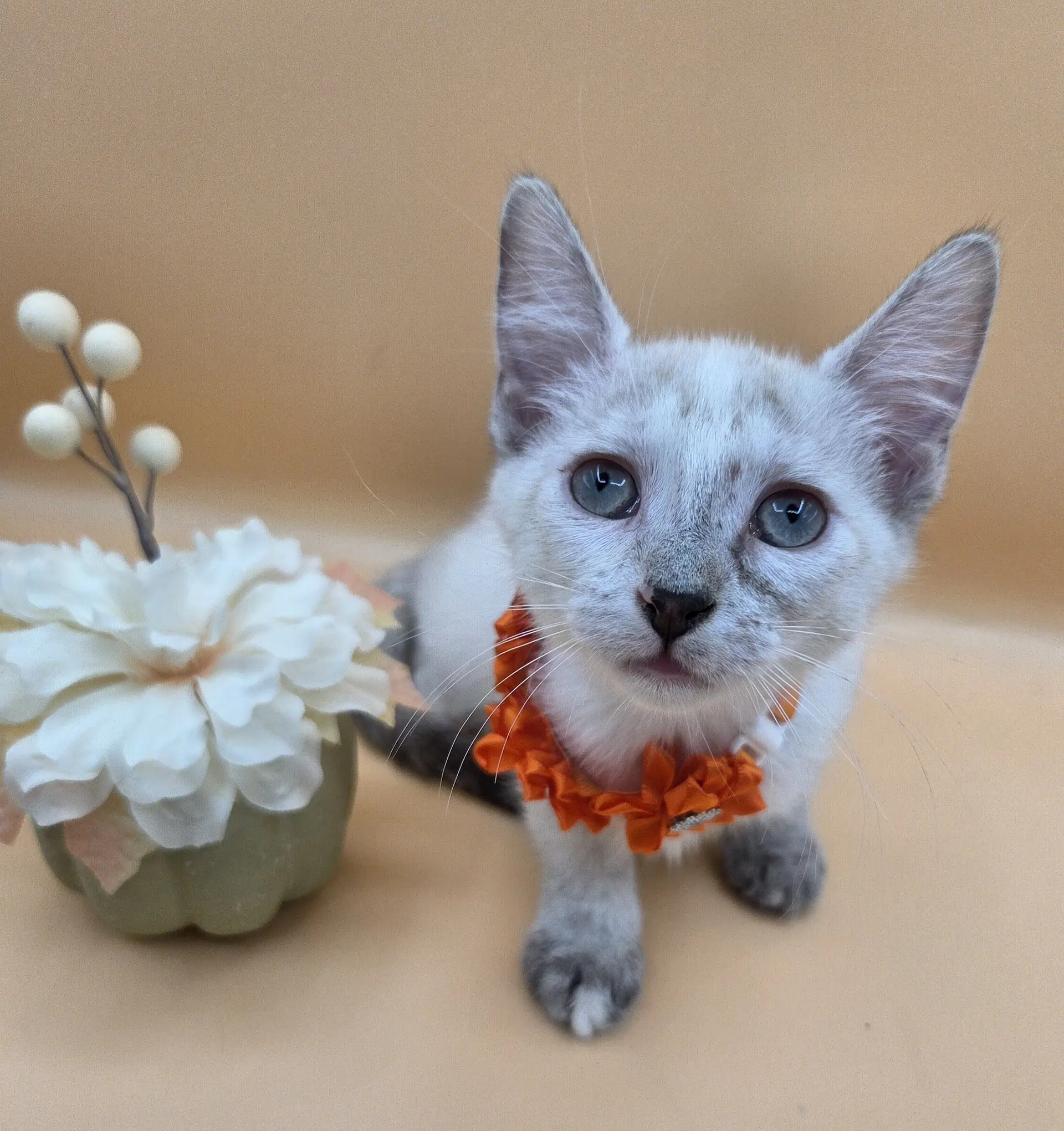 Rumi - Siamese