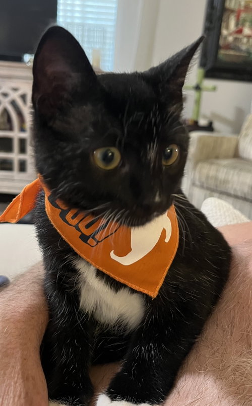 Batman, a cat for adoption from Stray Love Foundation, Inc.