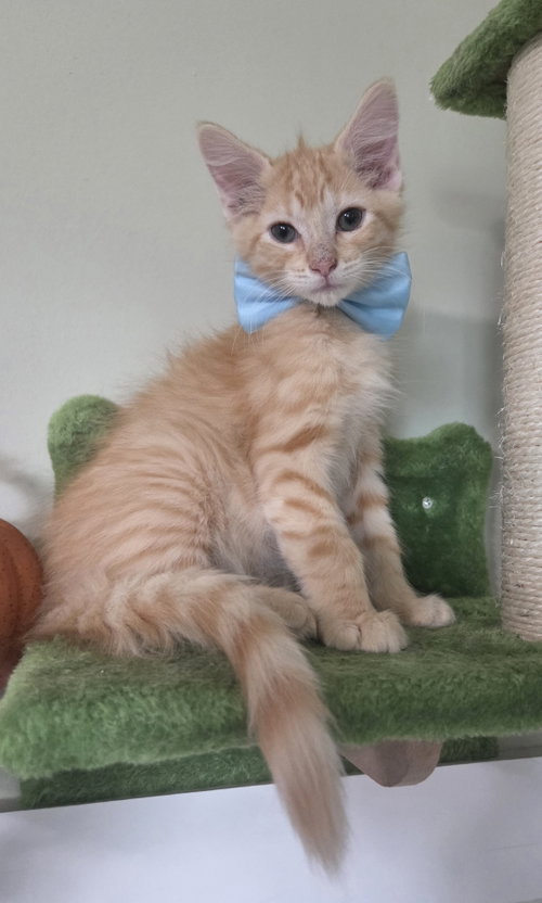 Riley, a cat for adoption from Stray Love Foundation, Inc.
