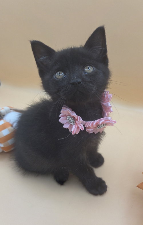 S'mores, a cat for adoption from Stray Love Foundation, Inc.