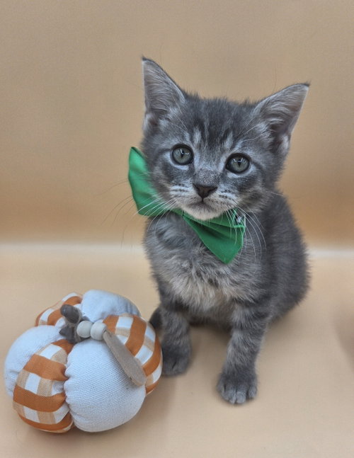 Skittles, a cat for adoption from Stray Love Foundation, Inc.