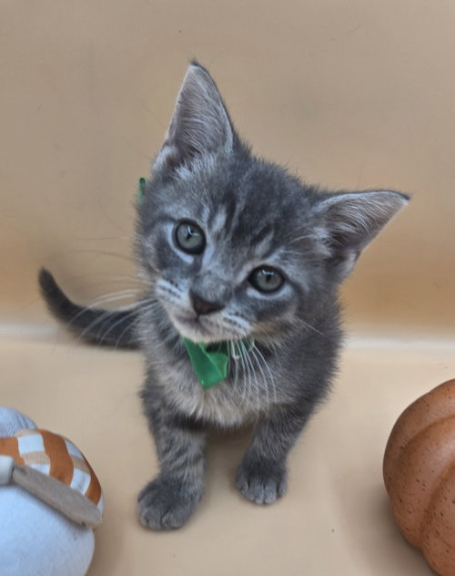 Photo 2 of Skittles