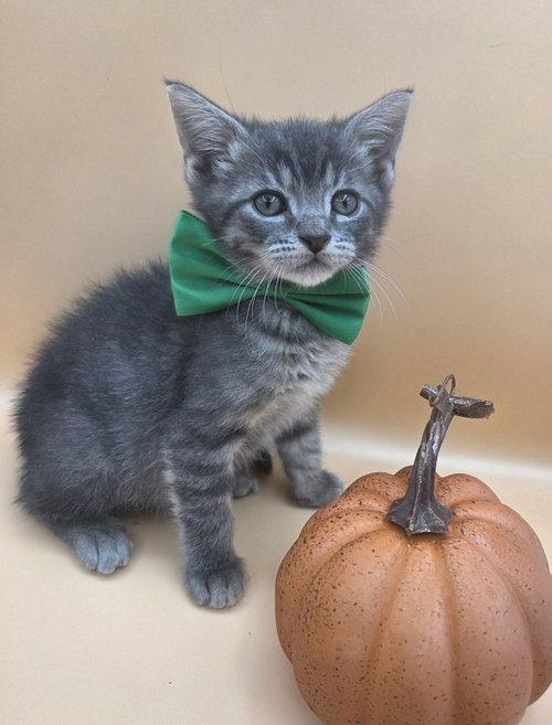 Photo 4 of Skittles