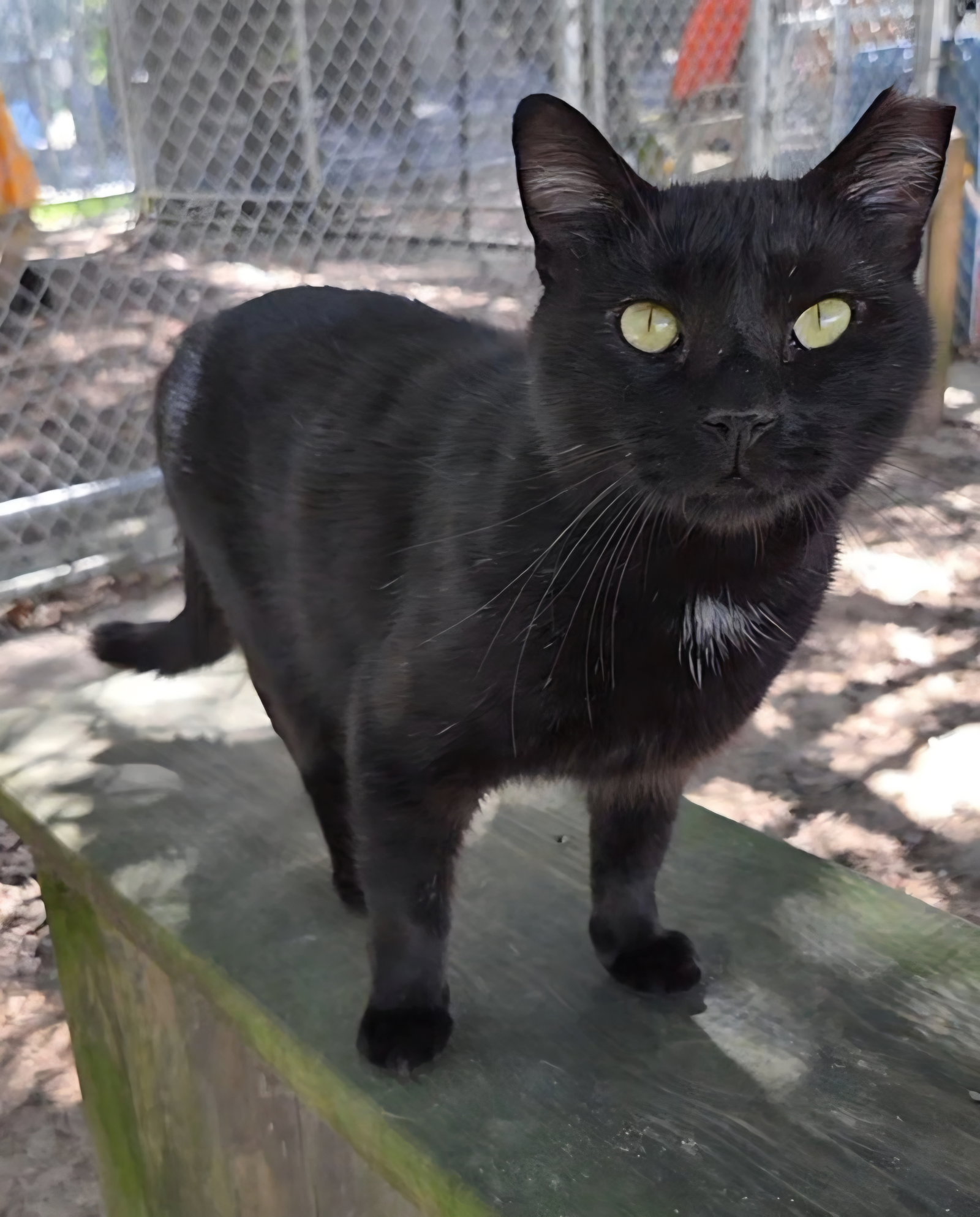Bud, Domestic Short Hair