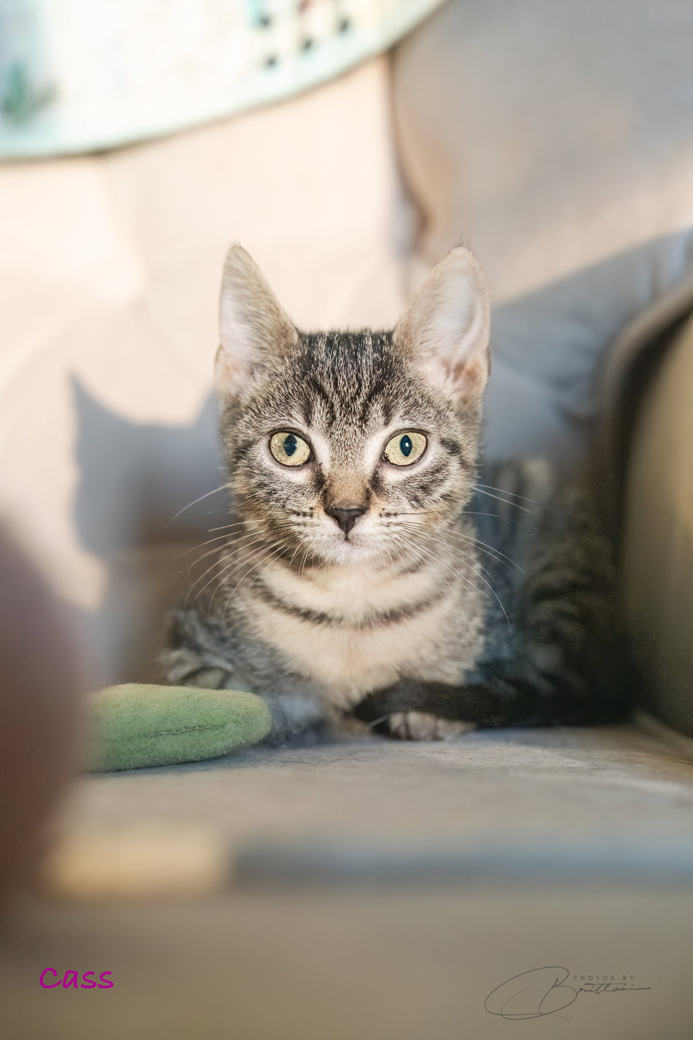 Cass, Tabby